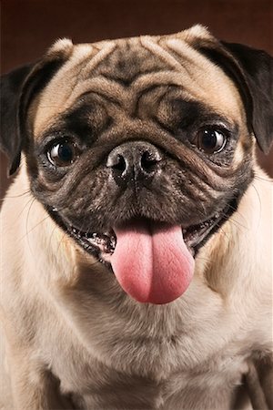simsearch:600-03179193,k - Portrait of Pug Dog Stock Photo - Rights-Managed, Code: 700-00814494