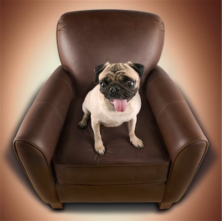 simsearch:600-03179193,k - Pug Dog Sitting in Chair Stock Photo - Rights-Managed, Code: 700-00814491