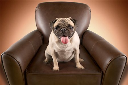 simsearch:600-03179193,k - Pug Dog Sitting in Chair Stock Photo - Rights-Managed, Code: 700-00814492