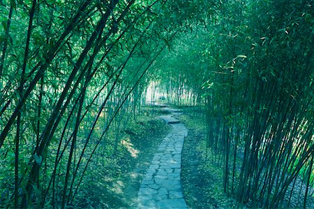 Path in Bamboo Forest, Purple Bamboo Park, Beijing, China Stock Photo - Rights-Managed, Code: 700-00823687