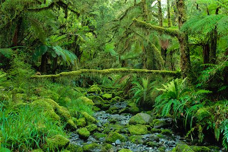 simsearch:855-08781667,k - Rainforest, Fjordland National Park, South Island, New Zealand Stock Photo - Rights-Managed, Code: 700-00846849
