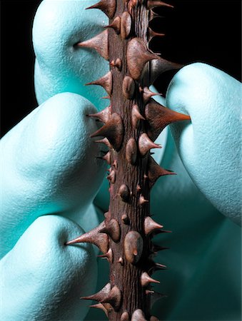 prickly protection - Hand in Rubber Glove Touching Thorns Stock Photo - Rights-Managed, Code: 700-00864538