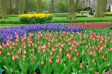 Tulips, Keukenhof Garden, Holland Netherlands Stock Photo - Rights-Managed, Code: 700-00864711