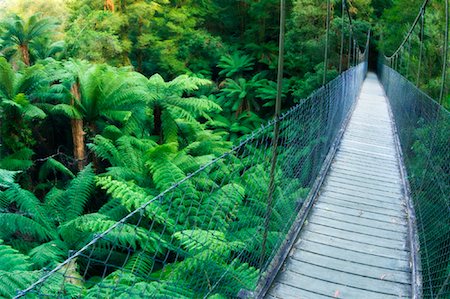 simsearch:700-03799558,k - Suspension Bridge, Tarra Bulga National Park, Strzelecki Ranges, Victoria, Australia Stock Photo - Rights-Managed, Code: 700-00865318