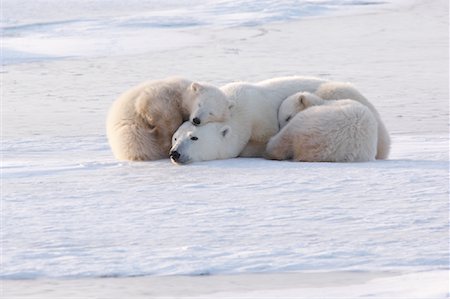 simsearch:700-01195251,k - Polar Bears Sleeping, Churchill, Manitoba, Canada Stock Photo - Rights-Managed, Code: 700-00865988