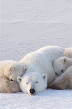simsearch:700-01195251,k - Polar Bears Sleeping, Churchill, Manitoba, Canada Stock Photo - Rights-Managed, Code: 700-00865990