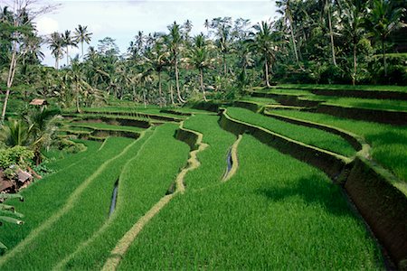 Rice Terraces, Bali, Indonesia Stock Photo - Rights-Managed, Code: 700-00866324