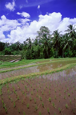 simsearch:700-00057322,k - Terraced Rice Paddy, Bali, Indonesia Stock Photo - Rights-Managed, Code: 700-00866334