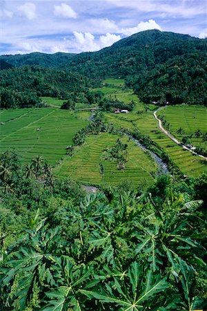 Rice Terraces, Bali, Indonesia Stock Photo - Rights-Managed, Code: 700-00866335