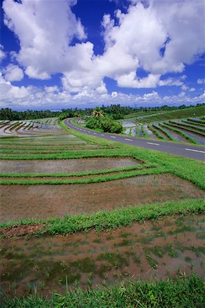 simsearch:700-00057322,k - Terraced Rice Paddy, Bali, Indonesia Stock Photo - Rights-Managed, Code: 700-00866330