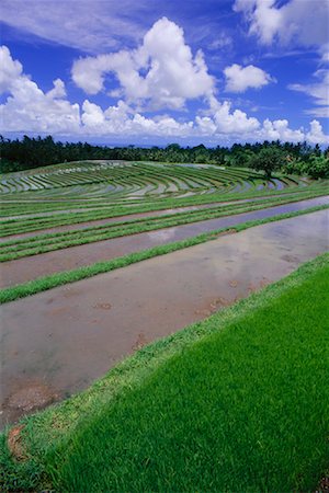 simsearch:700-00057322,k - Terraced Rice Paddy, Bali, Indonesia Stock Photo - Rights-Managed, Code: 700-00866332