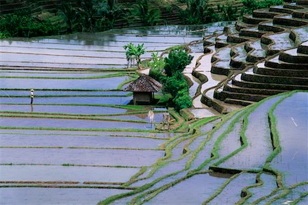 simsearch:700-00057322,k - Terraced Rice Paddy, Bali, Indonesia Stock Photo - Rights-Managed, Code: 700-00866333