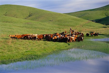 simsearch:700-02670977,k - Cattle in Field Stock Photo - Rights-Managed, Code: 700-00866692