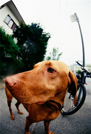 dog bicycle - Close-up Of Dog Stock Photo - Rights-Managed, Code: 700-00897549