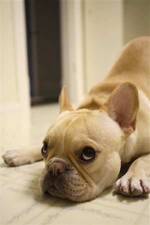 simsearch:700-06570975,k - Dog Lying on Floor Stock Photo - Rights-Managed, Code: 700-00897819