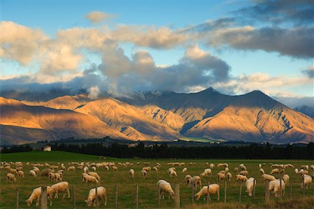 simsearch:400-05669603,k - Moutons sur les pâturages, montagnes Takitimu, Southland, South Island, Nouvelle-Zélande Photographie de stock - Rights-Managed, Code: 700-00917895