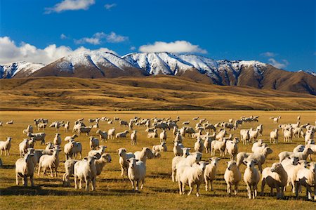 simsearch:400-05669603,k - Moutons et Hawkdun Range, Ranfurly, South Island, Nouvelle-Zélande Photographie de stock - Rights-Managed, Code: 700-00917896