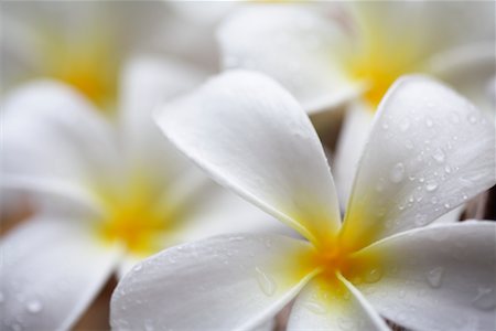 plumeria - Plumeria Stock Photo - Rights-Managed, Code: 700-00918392