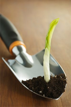 simsearch:649-06532928,k - Plant Seedling and Dirt on Trowel Stock Photo - Rights-Managed, Code: 700-00918531