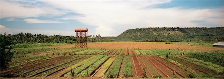 Overview of Field, Cuba Stock Photo - Rights-Managed, Code: 700-00910328