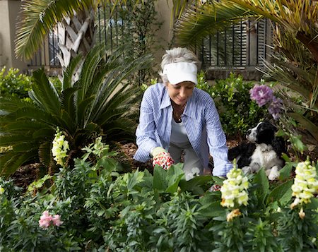 Mature Woman Gardening Stock Photo - Rights-Managed, Code: 700-00912285