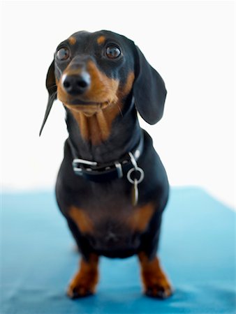 simsearch:600-03179193,k - Portrait of Dachshund Stock Photo - Rights-Managed, Code: 700-00934687