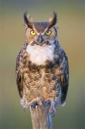 Great Horned Owl, Osceola County, Florida, USA Stock Photo - Rights-Managed, Code: 700-00933489