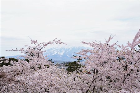 simsearch:862-03712492,k - Cherry Blossom Trees and Mountain Tokyo, Japan Stock Photo - Rights-Managed, Code: 700-00947616