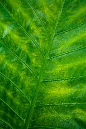 simsearch:600-03004987,k - Close-Up of Leaf Stock Photo - Rights-Managed, Code: 700-00955115
