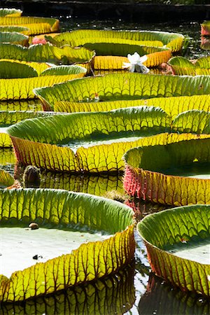 simsearch:600-03004987,k - Giant Amazon Water Lillies, Sir Seewoosagur Ramgoolam Botanical Gardens, Mauritius Stock Photo - Rights-Managed, Code: 700-00955120