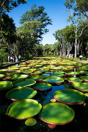 simsearch:600-03004987,k - Giant Amazon Water Lillies, Sir Seewoosagur Ramgoolam Botanical Gardens, Mauritius Stock Photo - Rights-Managed, Code: 700-00955121