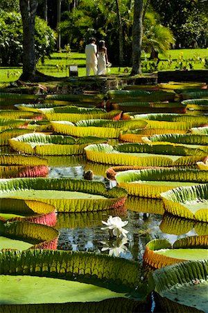 simsearch:600-03004987,k - Giant Amazon Water Lillies, Sir Seewoosagur Ramgoolam Botanical Gardens, Mauritius Stock Photo - Rights-Managed, Code: 700-00955122