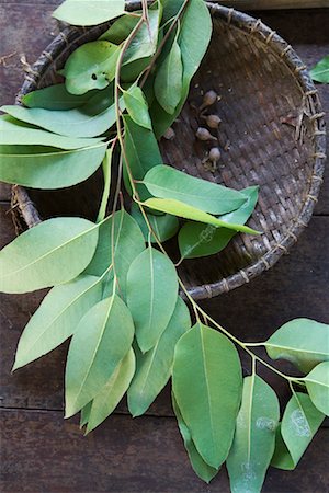eucalyptus - Eucalyptus Leaves Foto de stock - Con derechos protegidos, Código: 700-00955147