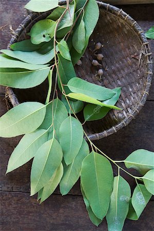 eucalypt tree - Eucalyptus Leaves Stock Photo - Rights-Managed, Code: 700-00955147