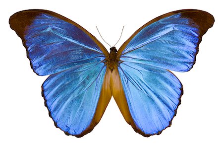 simsearch:700-00194432,k - Blue Morpho Butterfly Stock Photo - Rights-Managed, Code: 700-00955410