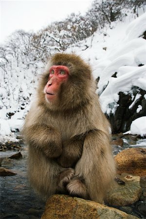 Japanese Macaque, Jigokudani Onsen, Nagano, Japan Stock Photo - Rights-Managed, Code: 700-00953001