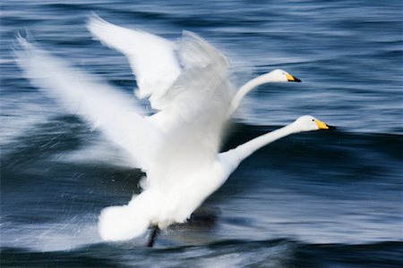 simsearch:700-00168646,k - Whooper Swans, Hokkaido, Japan Stock Photo - Rights-Managed, Code: 700-00953010