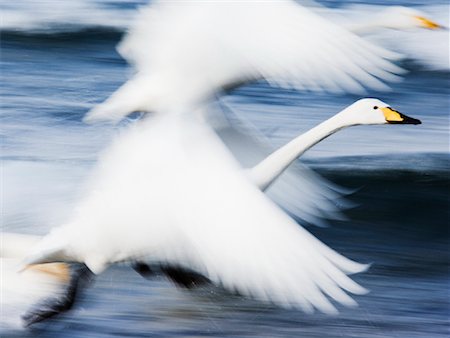 simsearch:700-00168646,k - Whooper Swans, Hokkaido, Japan Stock Photo - Rights-Managed, Code: 700-00953011