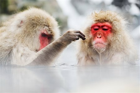 Japanese Macaques, Jigokudani Onsen, Nagano, Japan Stock Photo - Rights-Managed, Code: 700-00953024