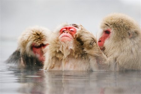 Japanese Macaques, Jigokudani Onsen, Nagano, Japan Stock Photo - Rights-Managed, Code: 700-00953025