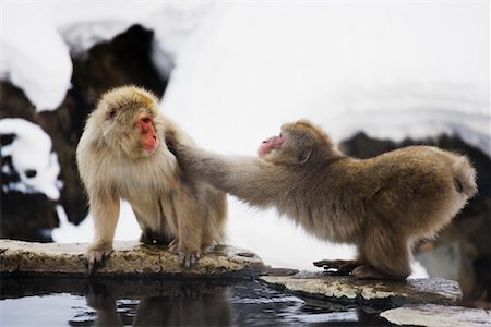 Japanese Macaques, Jigokudani Onsen, Nagano, Japan Stock Photo - Rights-Managed, Code: 700-00953023