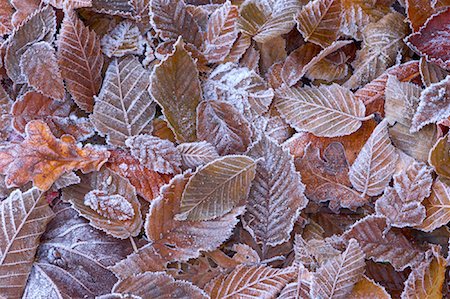 decomposed - Autumn Leaves Covered in Frost Stock Photo - Rights-Managed, Code: 700-00953061