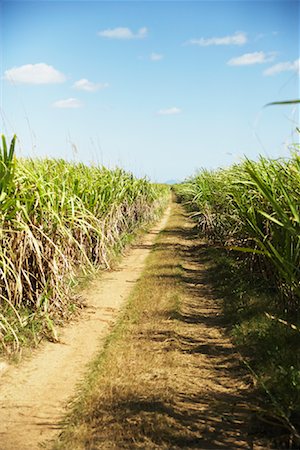Sugar Cane Field, Dominican Republic Stock Photo - Rights-Managed, Code: 700-00983224