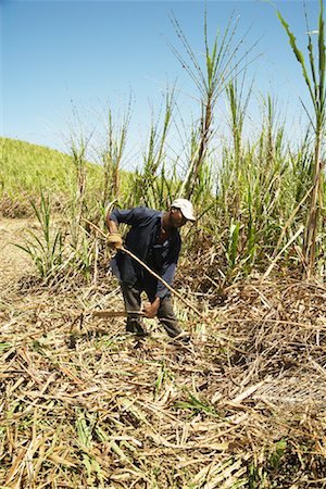 Man Working in Sugar Cane Field, Dominican Republic Stock Photo - Rights-Managed, Code: 700-00983229