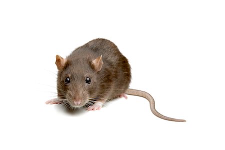 Rat Stock Photo - Rights-Managed, Code: 700-01014519