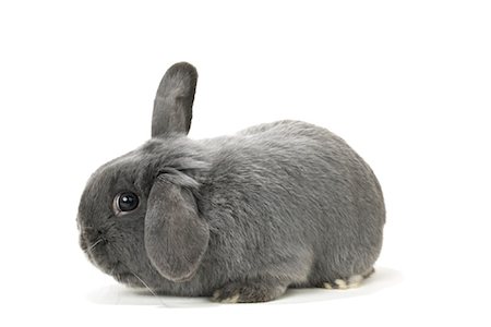 Lop-Eared Rabbit Foto de stock - Con derechos protegidos, Código: 700-01014838