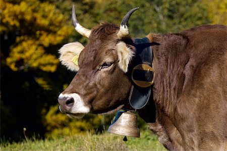 Cow with Bell, Switzerland Foto de stock - Con derechos protegidos, Código: 700-01036716