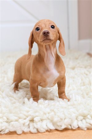 shag carpet - Dachshund Puppy Stock Photo - Rights-Managed, Code: 700-01036730