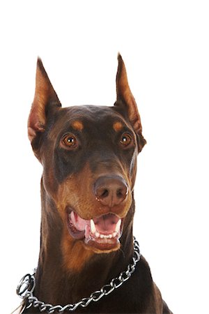 simsearch:600-03179193,k - Doberman Pinscher Stock Photo - Rights-Managed, Code: 700-01072354