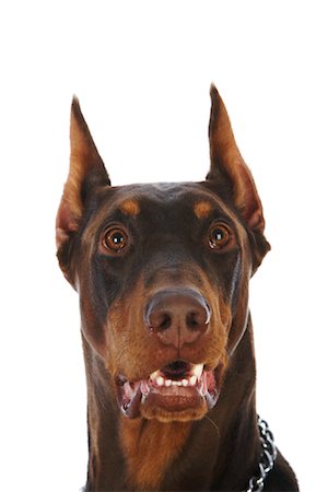 simsearch:600-03179193,k - Doberman Pinscher Stock Photo - Rights-Managed, Code: 700-01072353